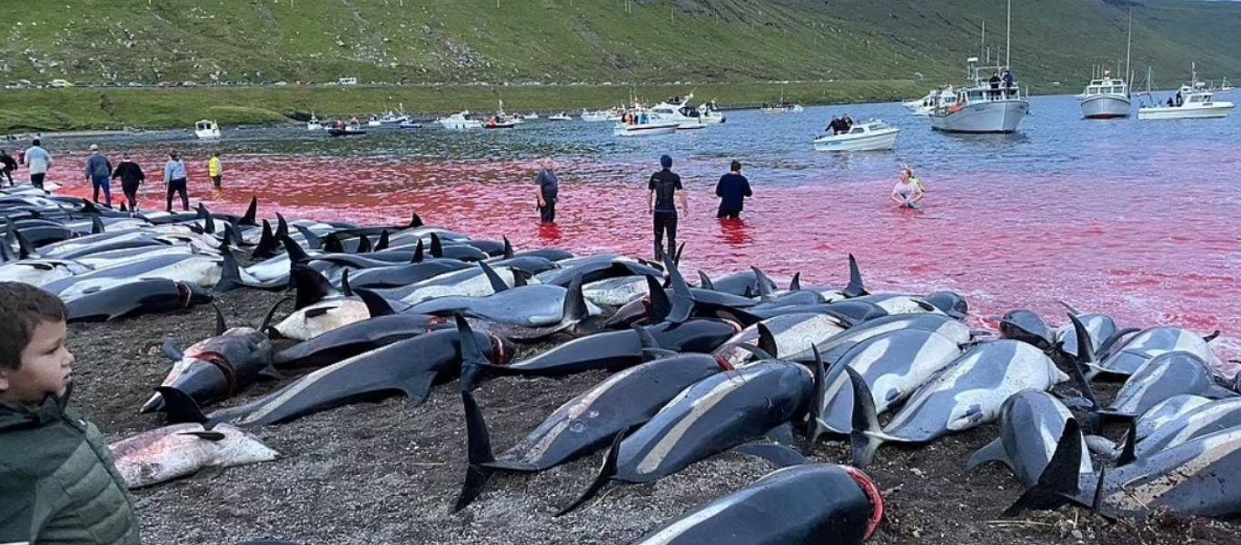 Νησιά Φερόε: Σκότωσαν 1.428 δελφίνια – -Κατακόκκινη η θάλασσα από το αίμα – Σκληρές εικόνες και βίντεο