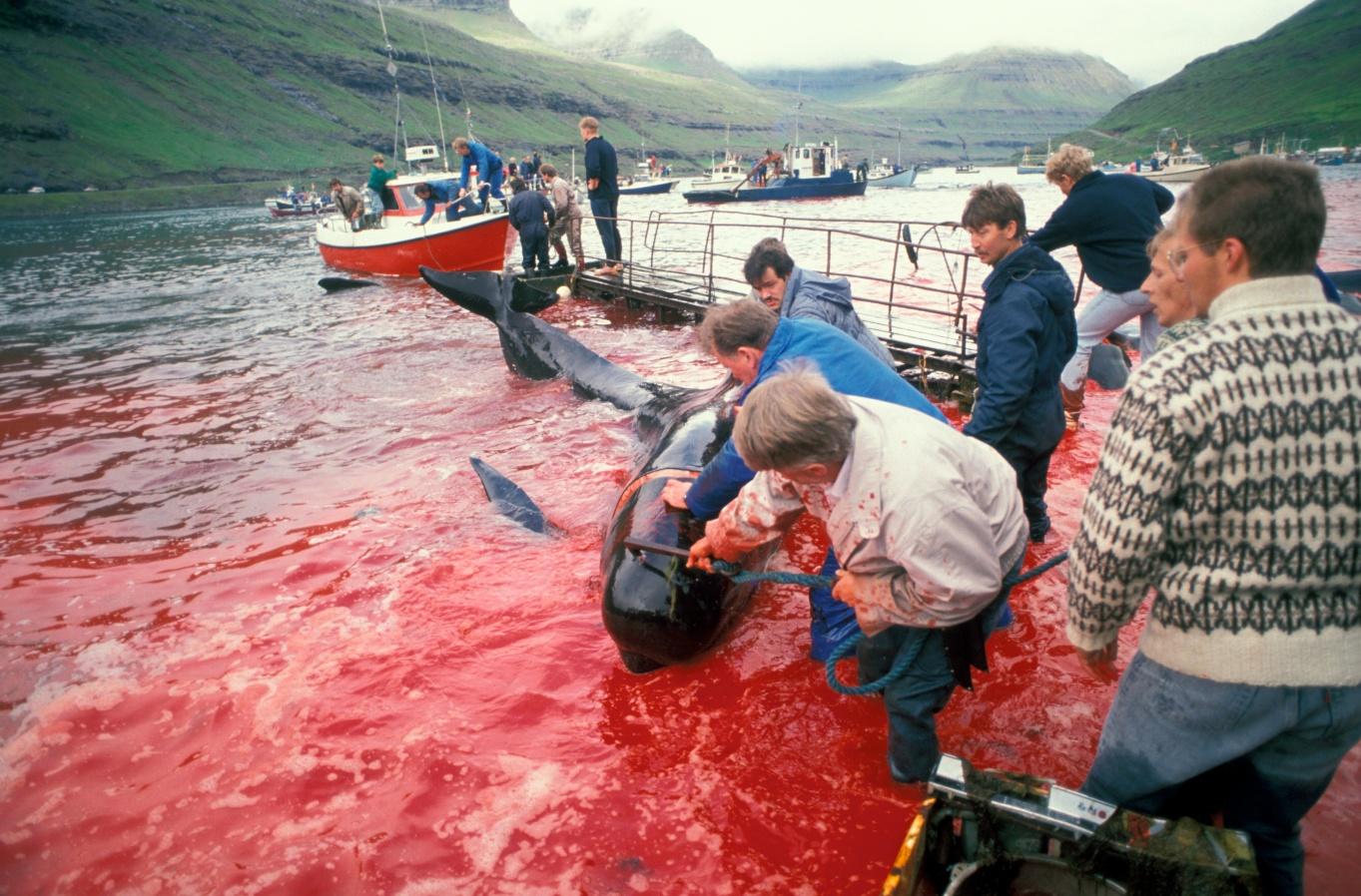 Νησιά Φερόε: Σκότωσαν 1.428 δελφίνια – -Κατακόκκινη η θάλασσα από το αίμα  –  Σκληρές εικόνες και βίντεο