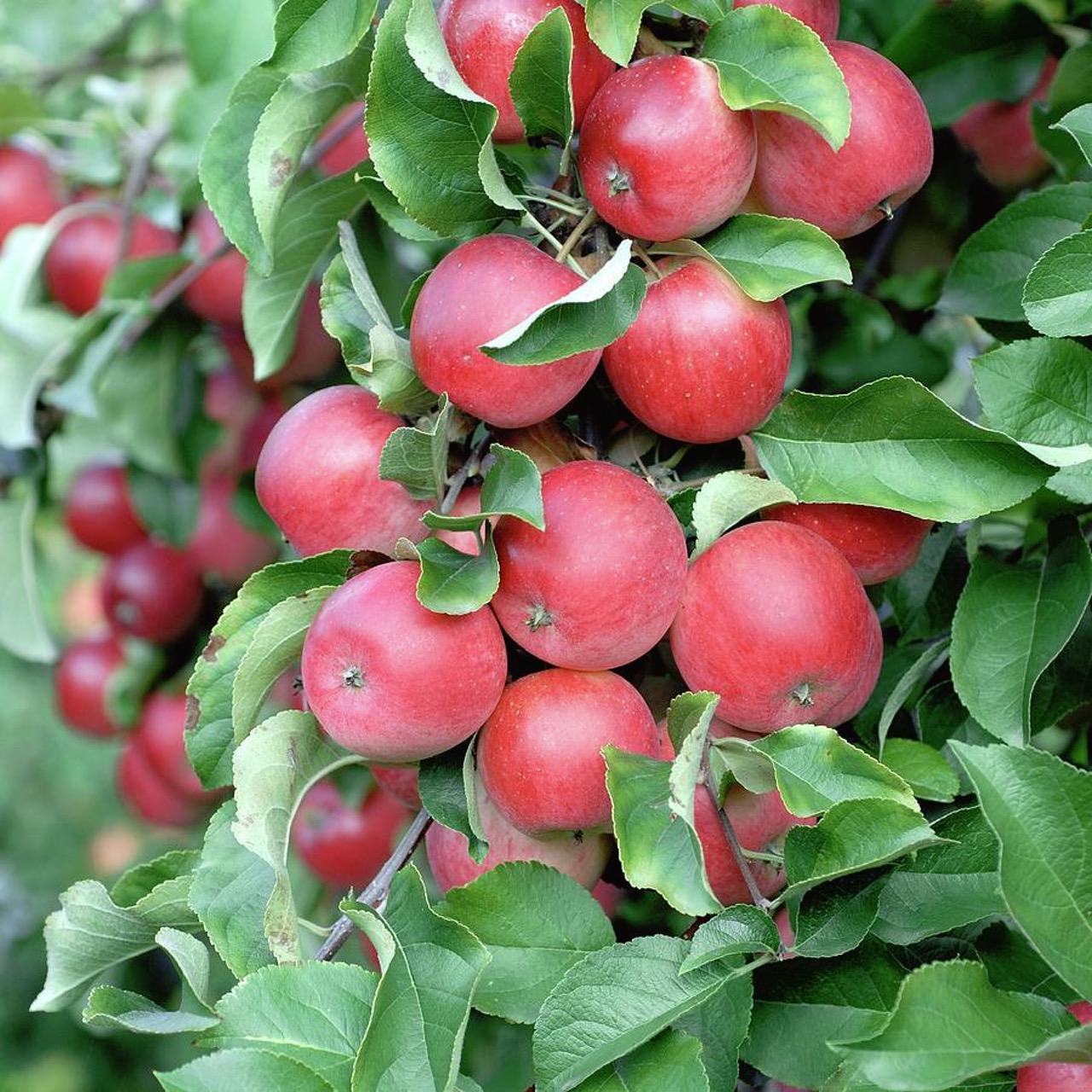 Γρήγορο αδυνάτισμα: Οι 13 τροφές που δεν έχουν πολλές θερμίδες & κόβουν την όρεξη