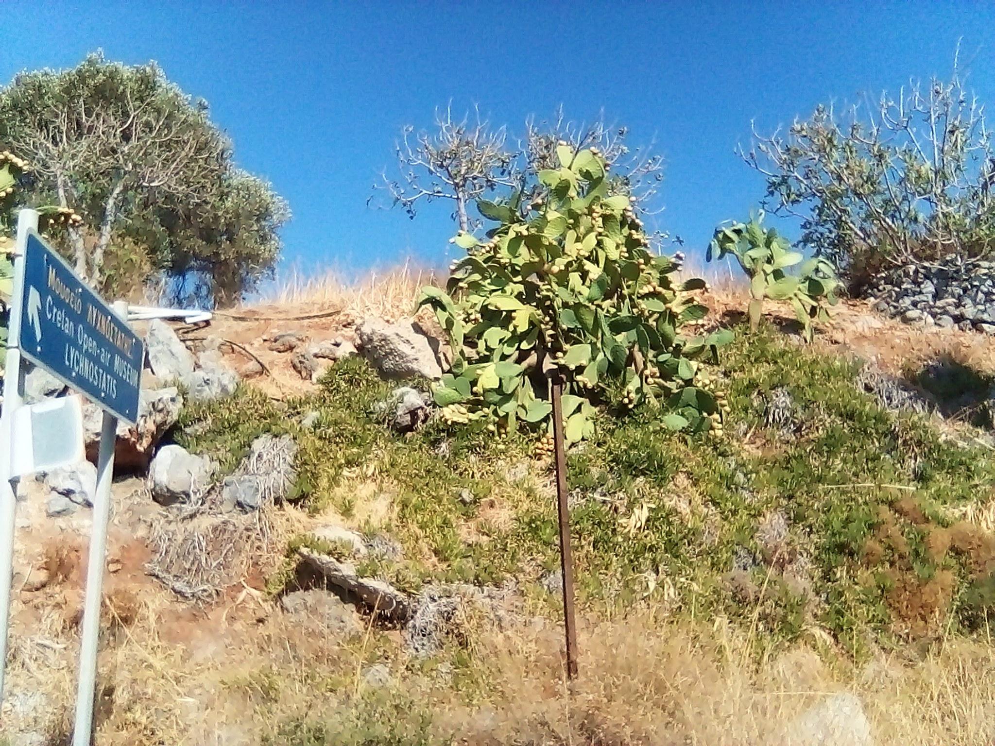 Μισοκοφτή-Σύμης-συνταγή-
