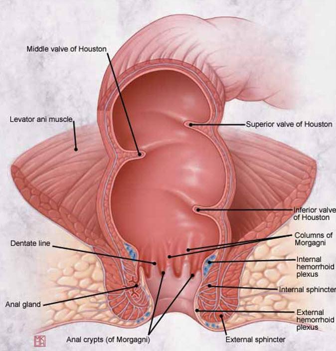 Πρωκτός: Όλες οι παθήσεις που μπορεί να προσβληθεί ένα παιδί