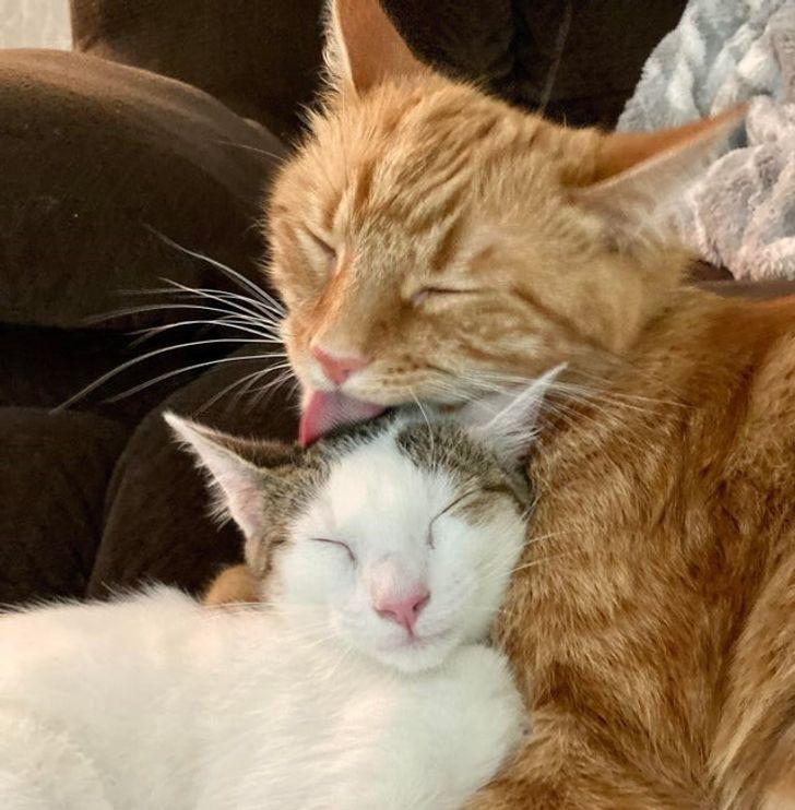 18-γλυκές-εικόνες-από-το-διαδίκτυο-