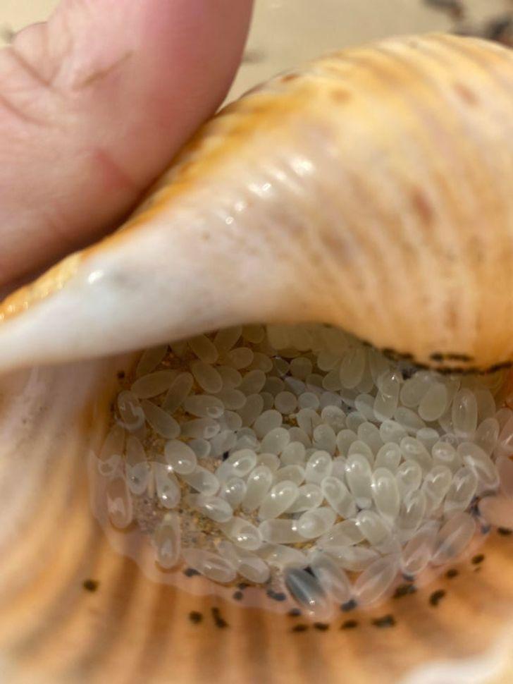 23-παράξενες-φωτογραφίες- 23-παράξενες-φωτογραφίες-