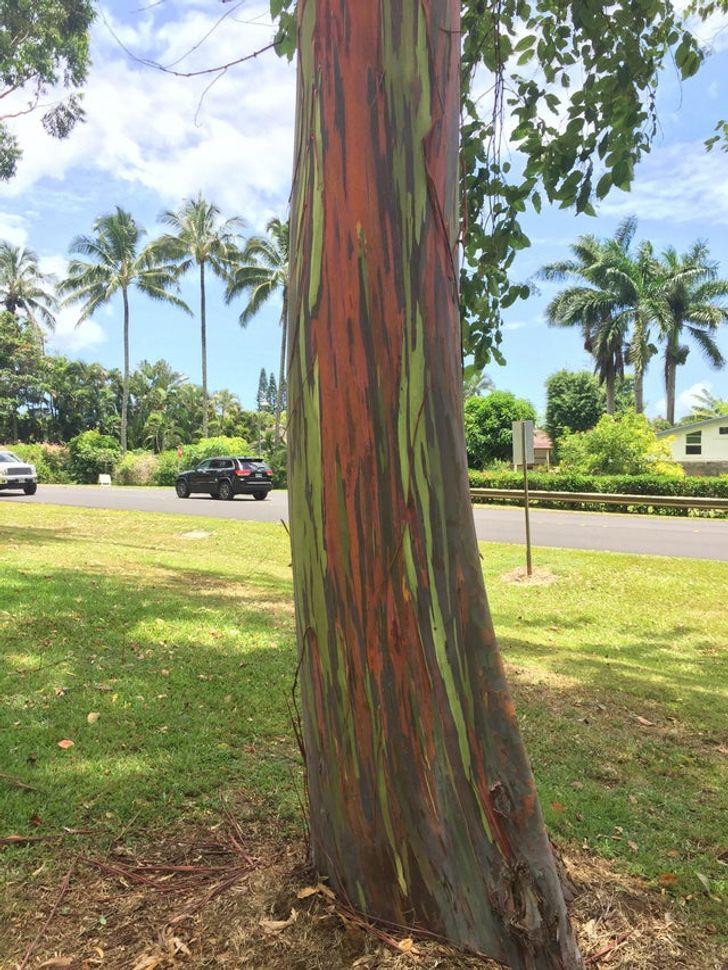 23-παράξενες-φωτογραφίες- 23-παράξενες-φωτογραφίες-