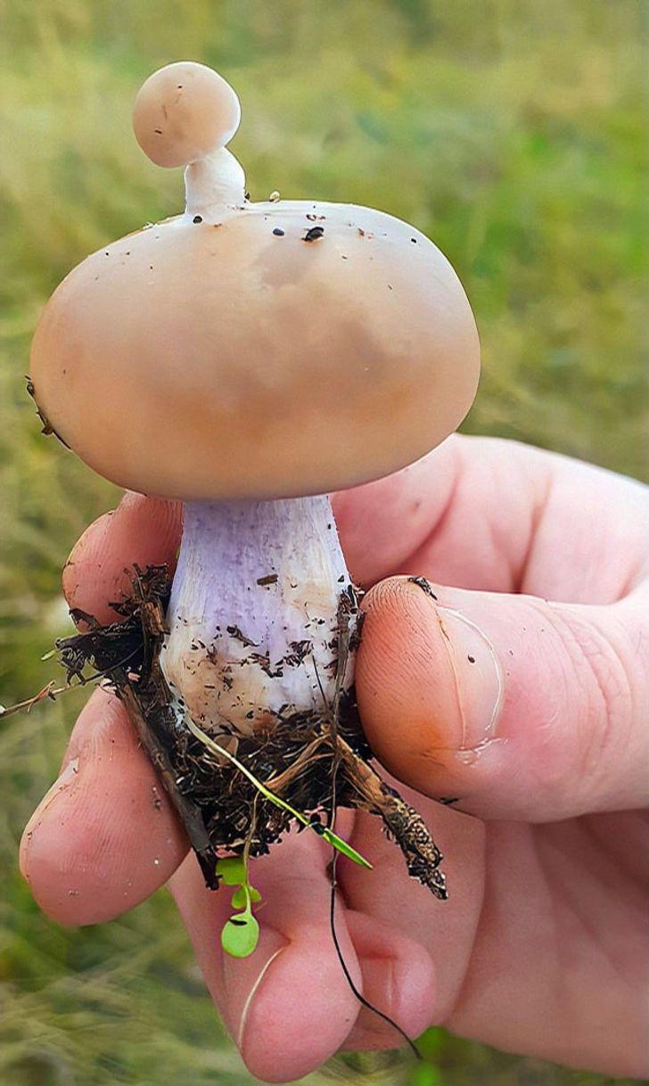 23-παράξενες-φωτογραφίες- 23-παράξενες-φωτογραφίες-