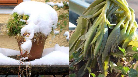 Καμένα φυτά από το χιόνι: Αντιμετώπιση