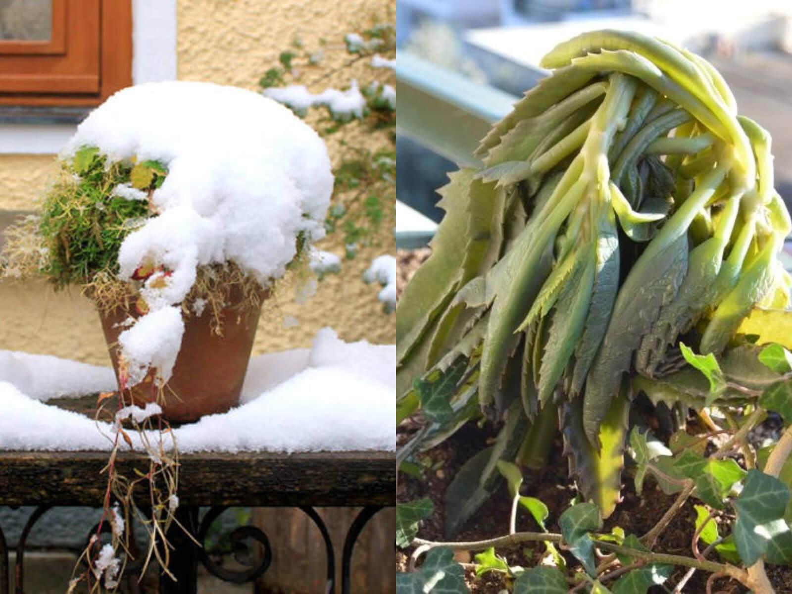 καμενά-φυτά-από-το-χιόνι-αντιμετώπιση-