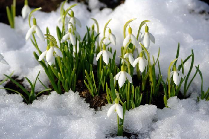 Καμένα φυτά από το χιόνι: Αντιμετώπιση