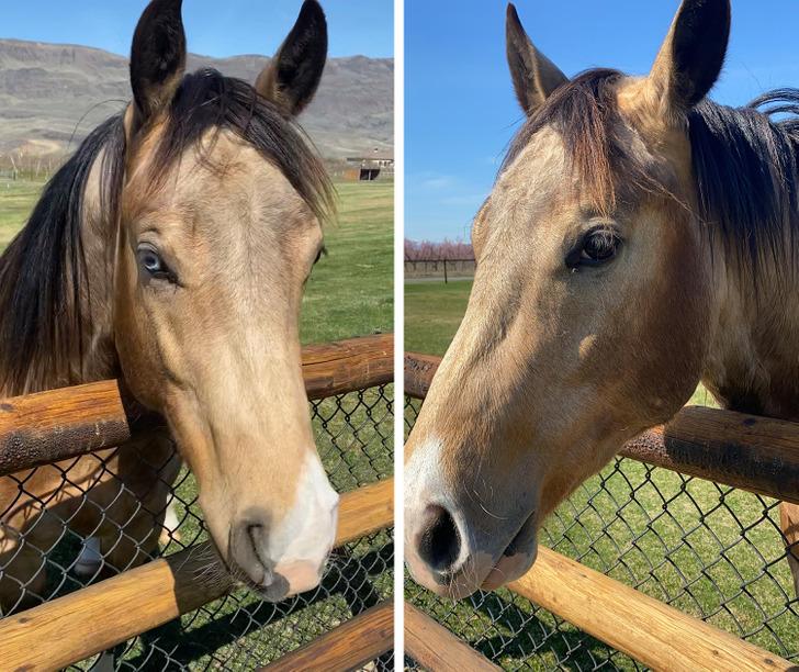 16-άνθρωποι-και-ζώα-που-ξεχωρίζουν-μέσα-από-τη-διαφορετικότητά-τους-