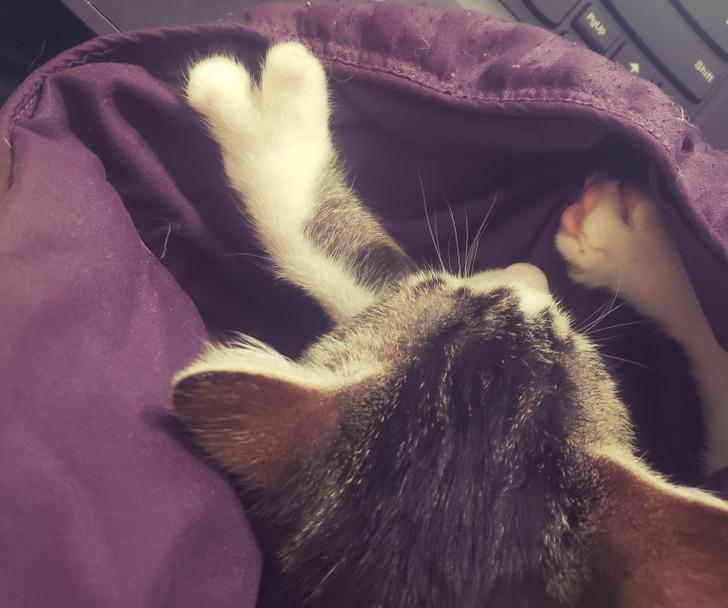 16-άνθρωποι-και-ζώα-που-ξεχωρίζουν-μέσα-από-τη-διαφορετικότητά-τους-