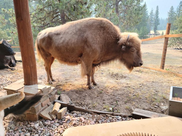 16-άνθρωποι-και-ζώα-που-ξεχωρίζουν-μέσα-από-τη-διαφορετικότητά-τους-