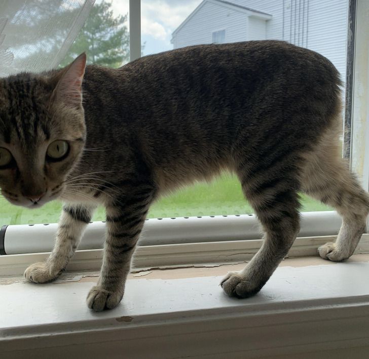 16-άνθρωποι-και-ζώα-που-ξεχωρίζουν-μέσα-από-τη-διαφορετικότητά-τους-