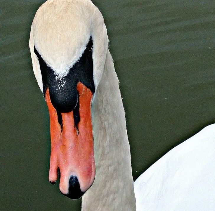 16-άνθρωποι-και-ζώα-που-ξεχωρίζουν-μέσα-από-τη-διαφορετικότητά-τους-