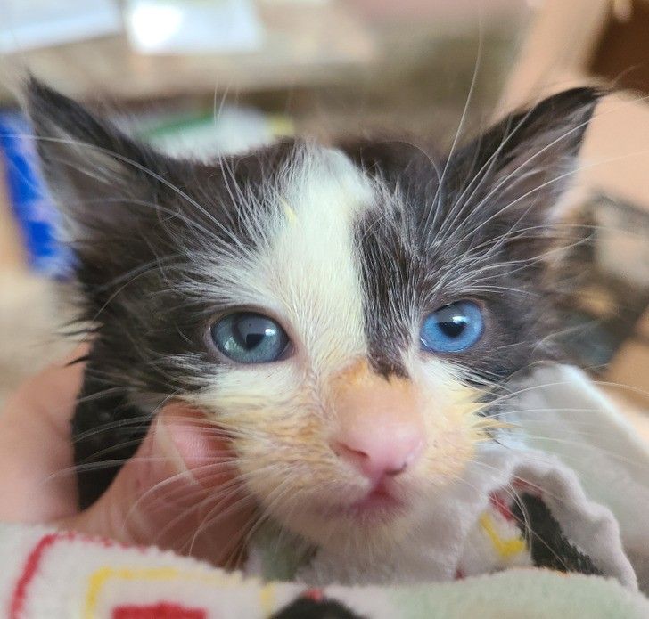 16-άνθρωποι-και-ζώα-που-ξεχωρίζουν-μέσα-από-τη-διαφορετικότητά-τους-