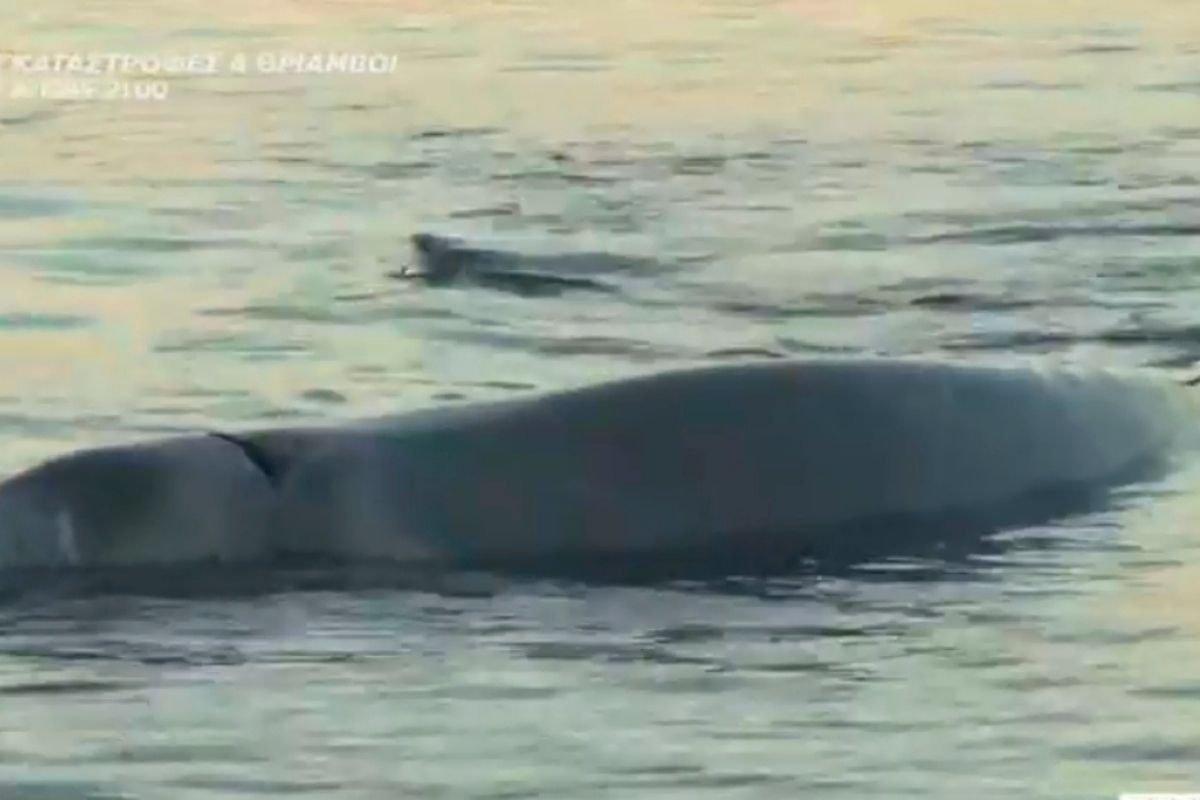 Φάλαινα φυσητήρας εντοπίστηκε στον Άλιμο  – Βίντεο