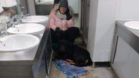 Βόλος: Ταξίδι κόλαση για 5 ώρες σε τουαλέτα πλοίου για το σκύλο