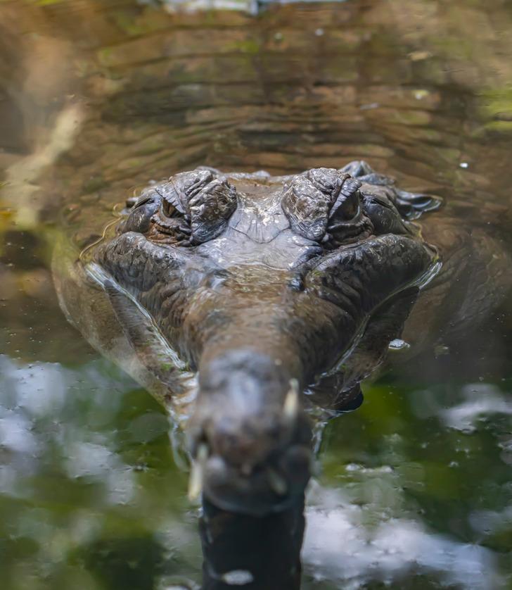 11-μύθοι-και-αλήθειες-για-τα-ζώα-