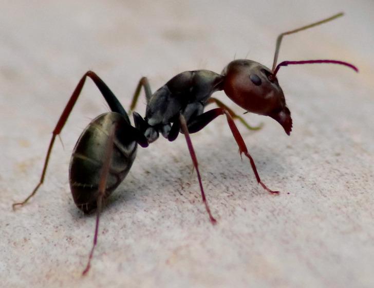 11-μύθοι-και-αλήθειες-για-τα-ζώα-