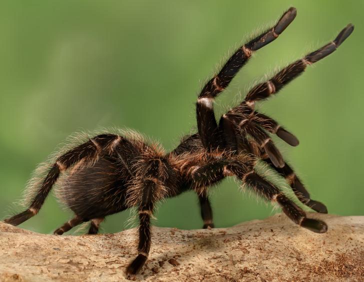 11-μύθοι-και-αλήθειες-για-τα-ζώα-