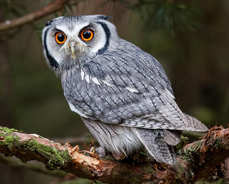 11-μύθοι-και-αλήθειες-για-τα-ζώα-