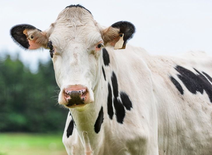 11-μύθοι-και-αλήθειες-για-τα-ζώα-