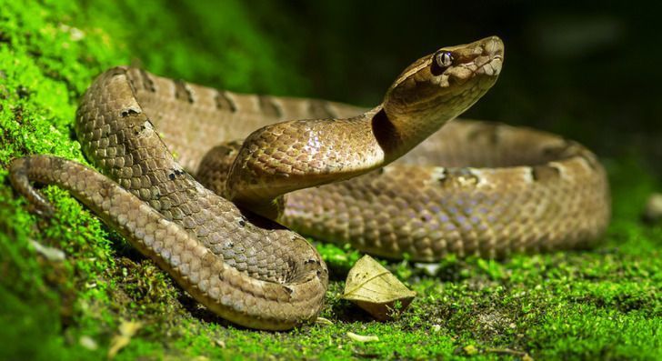 11-μύθοι-και-αλήθειες-για-τα-ζώα-