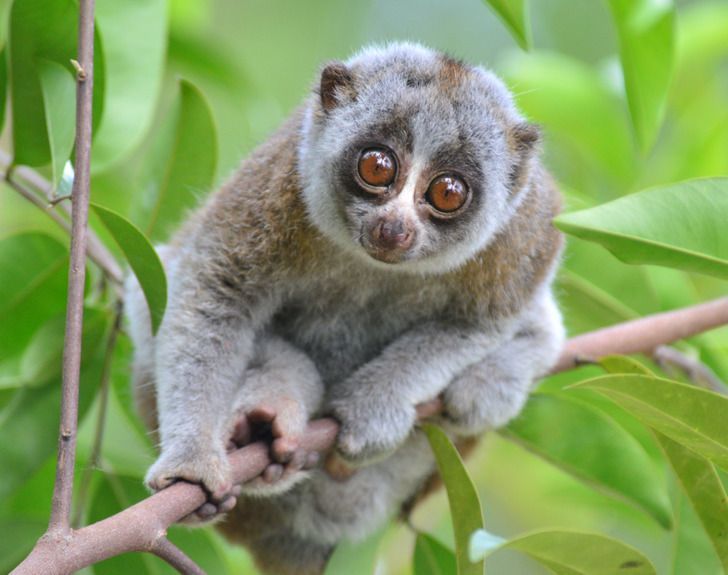 11-μύθοι-και-αλήθειες-για-τα-ζώα-