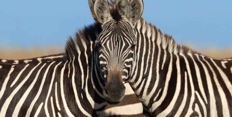 τεστ-παρατηρητικότητας-ποια-ζέβρα-κοιτάζει-την-κάμερα-