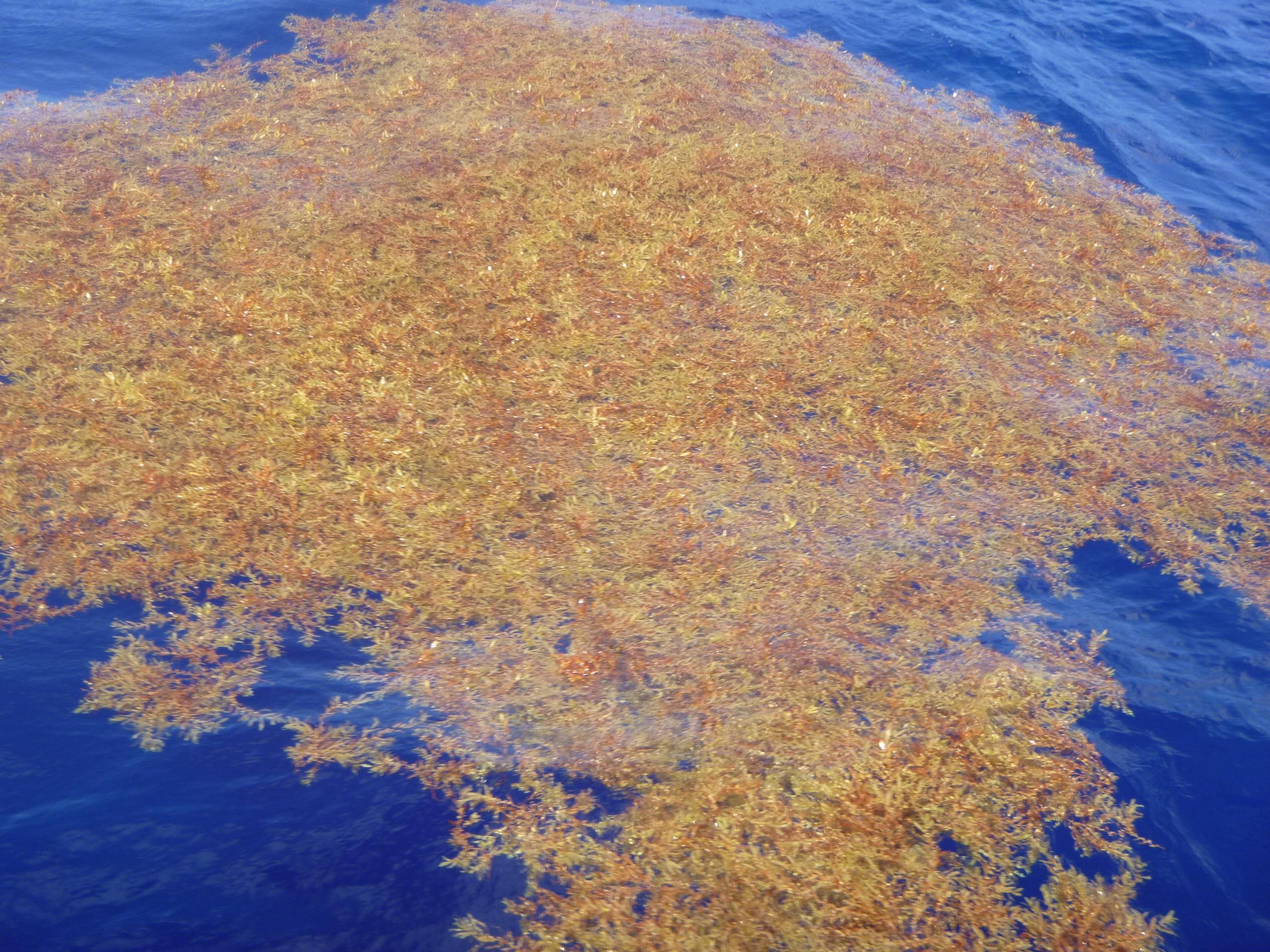 η-θάλασσα-που-τα-φύκια-της-μοιάζουν-με-στεριά-