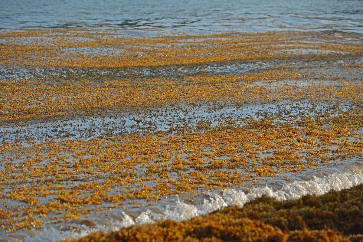 η-θάλασσα-που-τα-φύκια-της-μοιάζουν-με-στεριά-