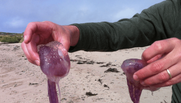 Μωβ-μέδουσα