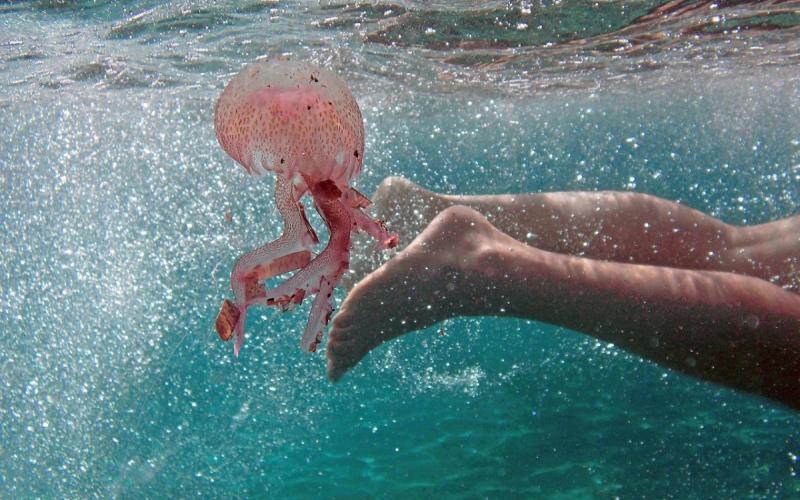 Μωβ-μέδουσα