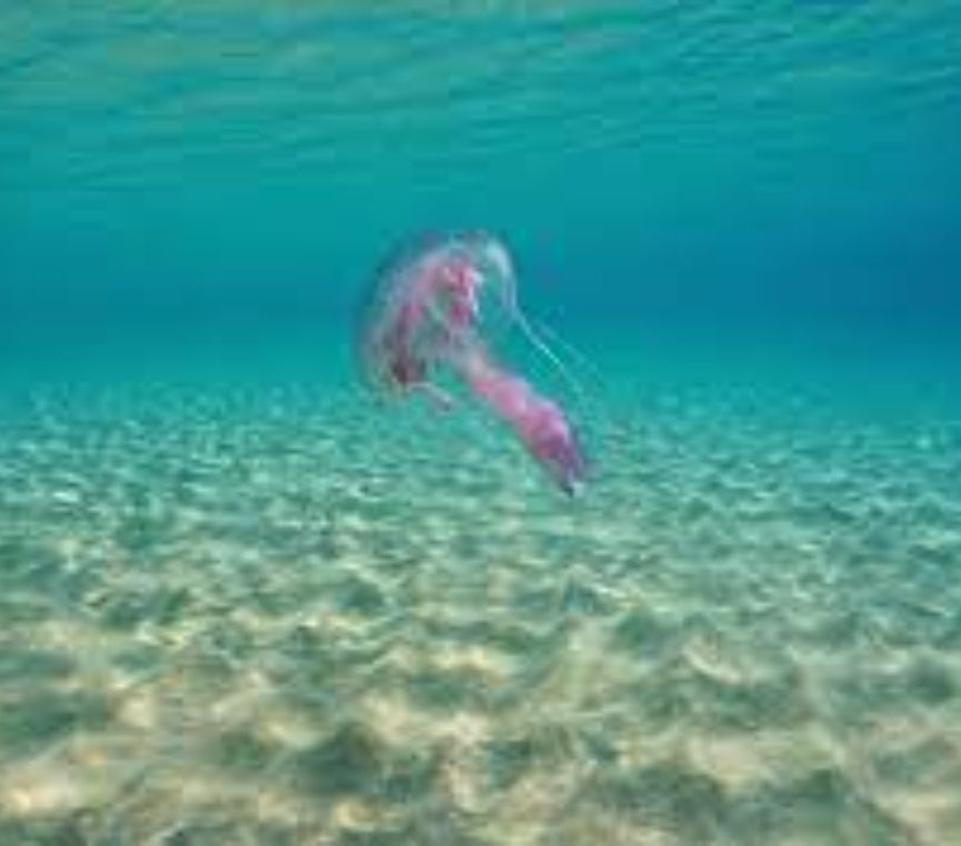 Μωβ-μέδουσα