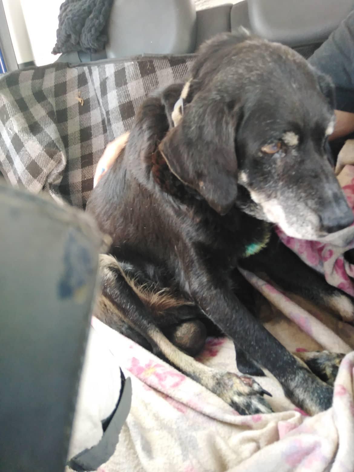 Φρίκη : Έσερνε με το αυτοκίνητο τον γέρικο σκύλο του δεμένο στον προφυλακτήρα