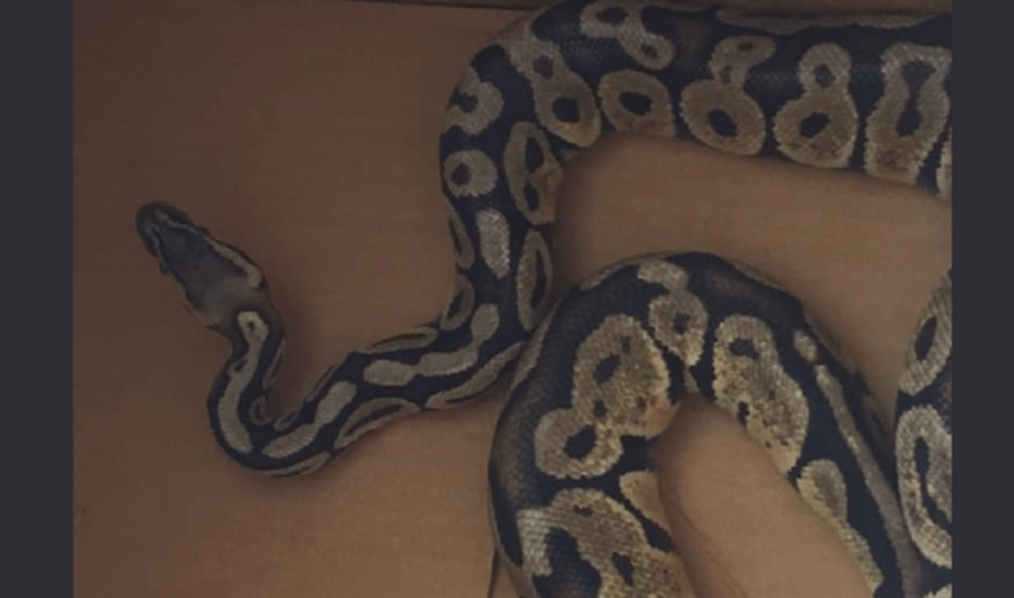Το είδαμε και αυτό : Πύθωνας έκανε βόλτες σε σαλόνι διαμερίσματος