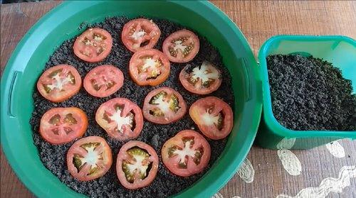 φυτέψτε-ντομάτες-από-φέτες-ντομάτας-