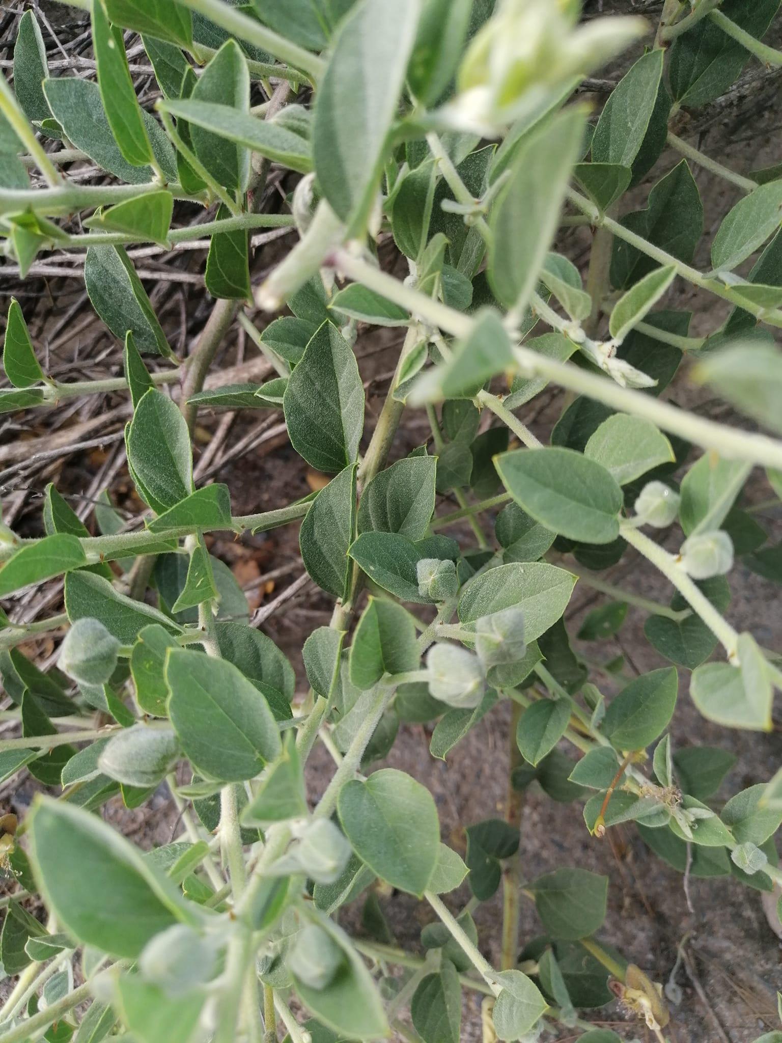 Πως- να -αποθηκέυσεις -την κάπαρη-