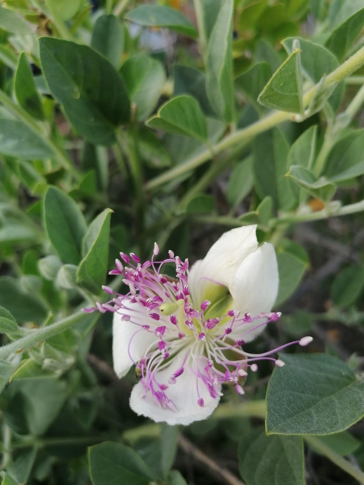 Πως- να -αποθηκέυσεις -την κάπαρη-