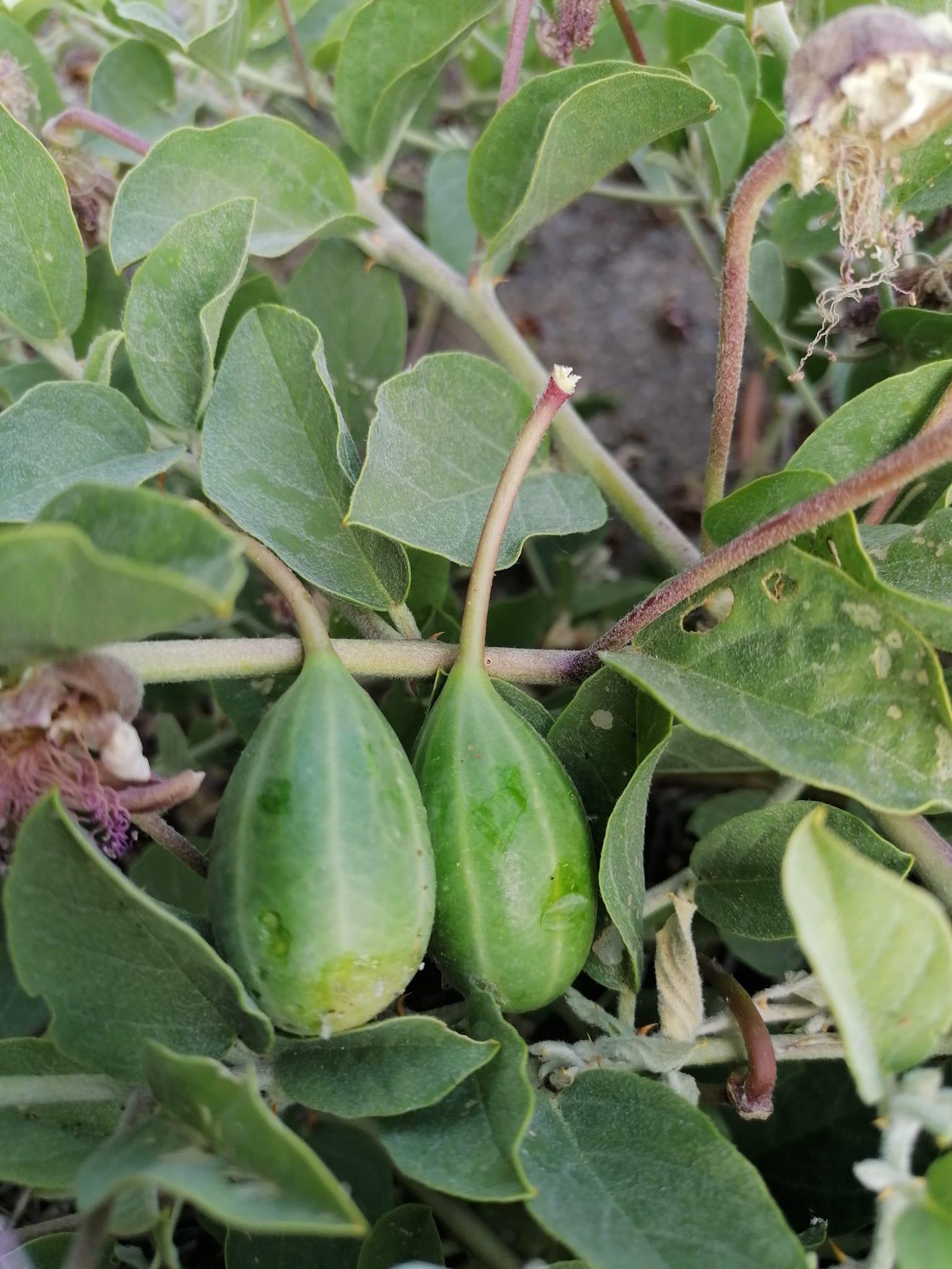 Πως- να -αποθηκέυσεις -την κάπαρη-