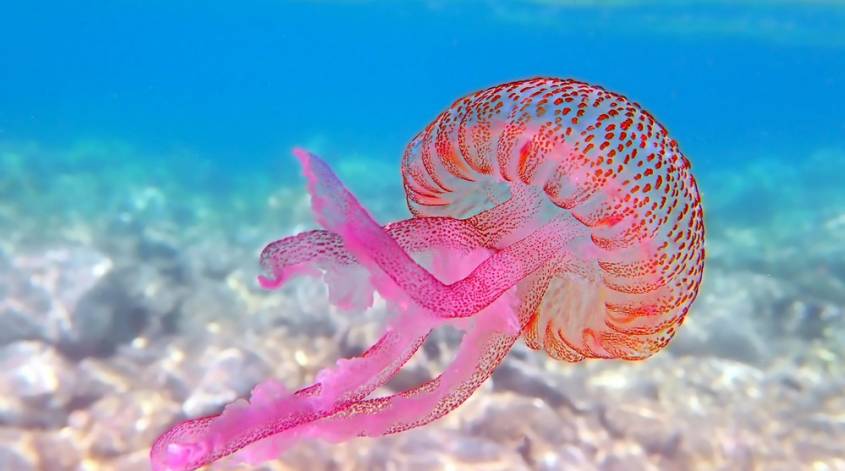 Μωβ μέδουσες: Ποιες παράλιες πρέπει να αποφεύγονται – Μην τις βγάζετε στην άμμο