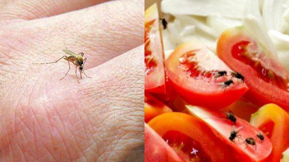 Μύγες και κουνούπια: 2 κόλπα που θα τα διώξουν χωρίς χημικά