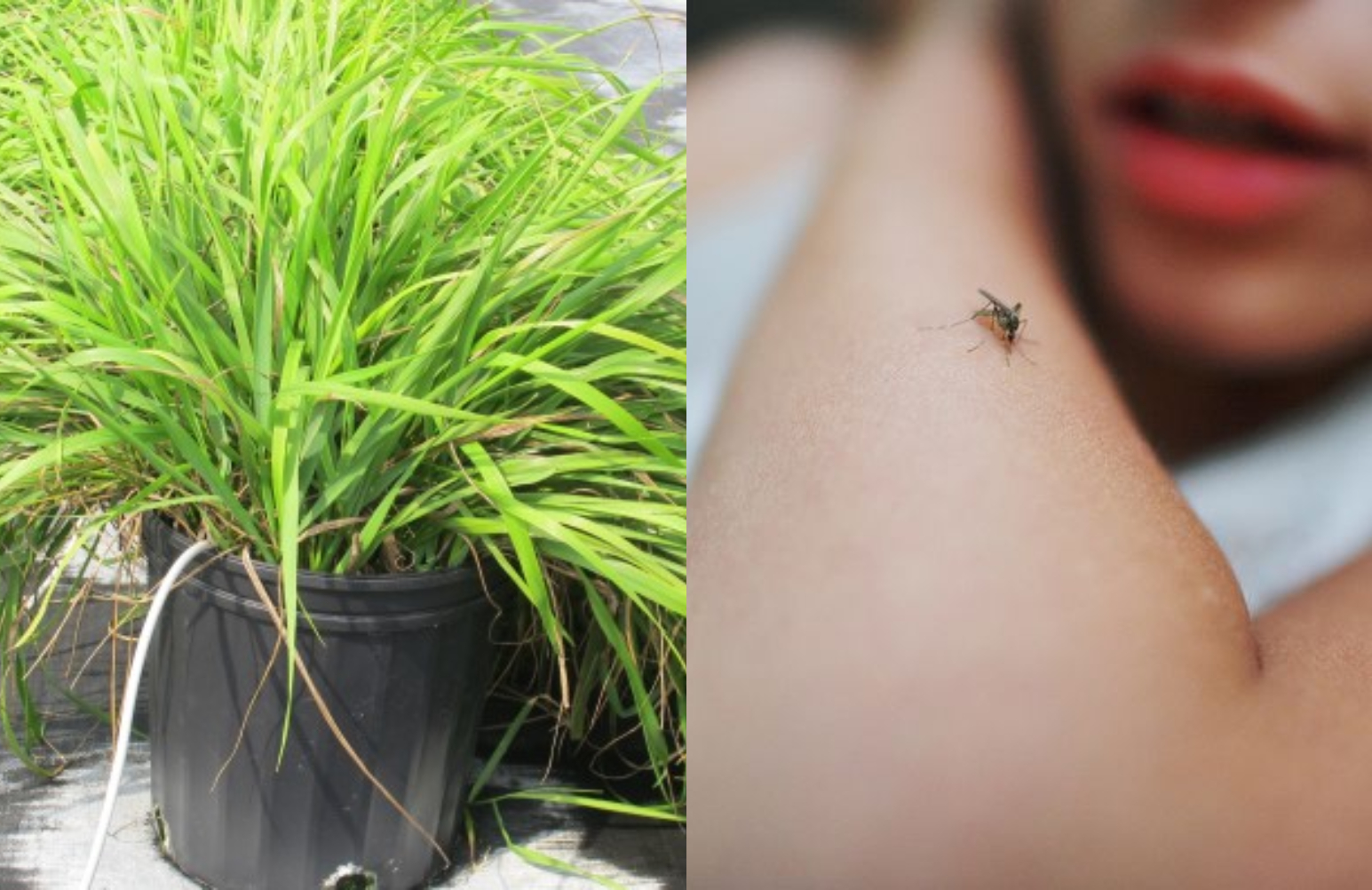 Τα 3 φυτά που διώχνουν τα κουνούπια