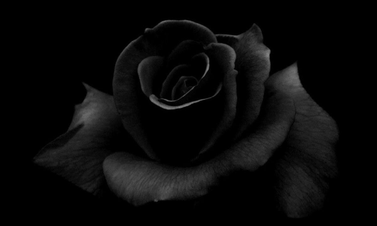 Το Μαύρο Ρόδο-νέα άφιξη-από-τις-Άγριες Μέλισσες-