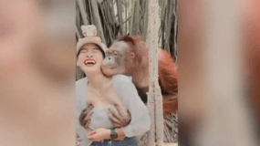 Επικό βίντεο: Ασυγκράτητος ουρακοτάγκος-γύπας άρπαξε τουρίστρια και τη θώπευσε! (vid)