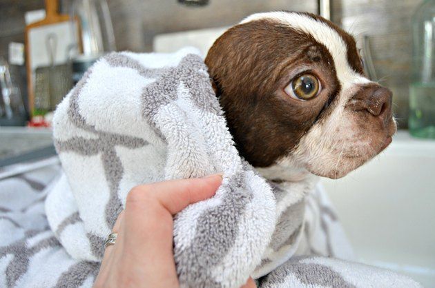 σπιτικό σαμπουάν-για-ψύλλους- σπιτικό σαμπουάν-για-ψύλλους-