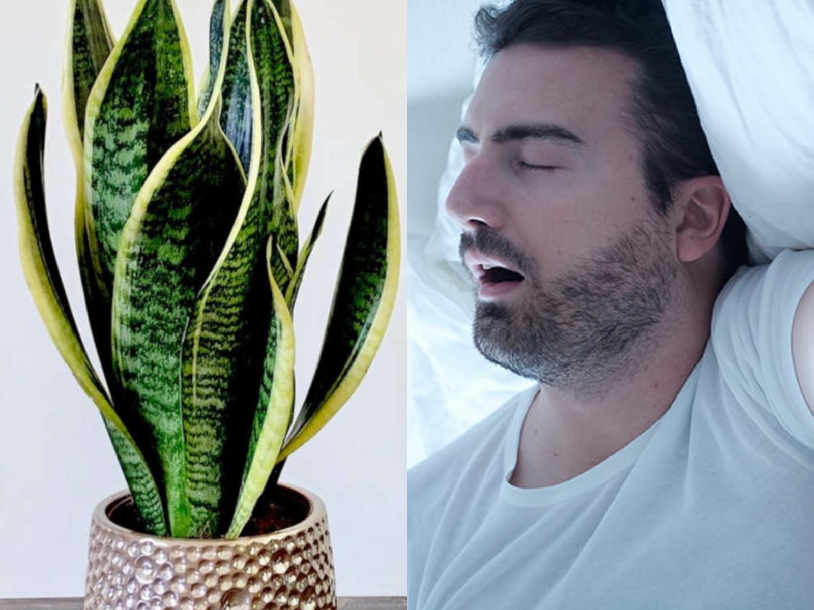 φυτά-εσωτερικού χώρου-που-σε-βοηθούν-με-την-αϋπνία-και-την-υπνική άπνοια-