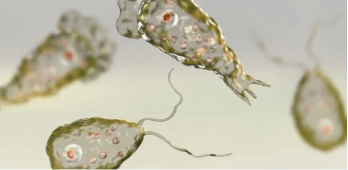 Αμοιβάδα του έφαγε τον εγκέφαλο – Τι είναι η νεγλαιρίαση που τον σκότωσε