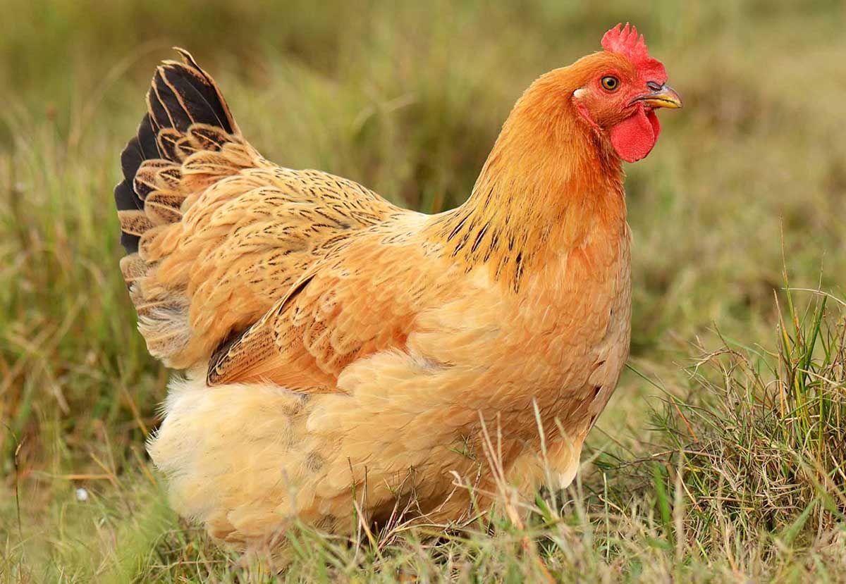 Λαγκαδάς: Σκότωσε σκύλο με λοστό γιατί του έφαγε μία κότα