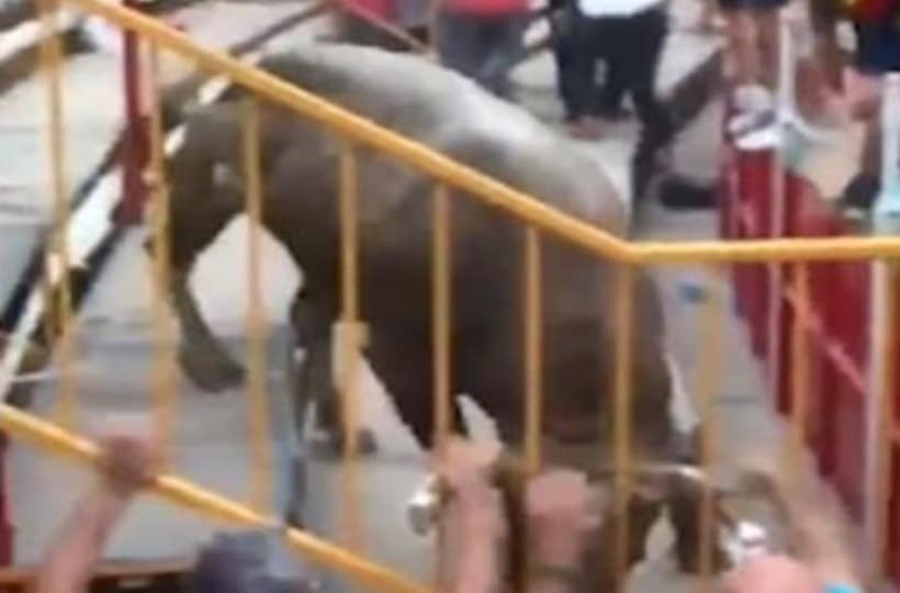Φρίκη : Ταύρος σκότωσε άνθρωπο σε φεστιβάλ – Σοκαριστικές εικόνες