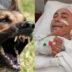 Επίθεση από αγέλη 15 σκυλιών: Πατέρας πάλεψε για να σώσει τα παιδιά του